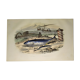 Original zoological plate of 1839 "tuna & mackerel"