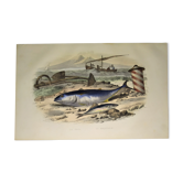 Planche zoologique originale de 1839 " le thon & le maquereau "