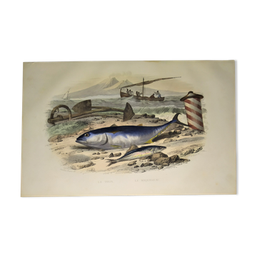 Original zoological plate of 1839 "tuna & mackerel"