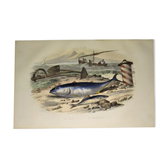 Planche zoologique originale de 1839 " le thon & le maquereau "