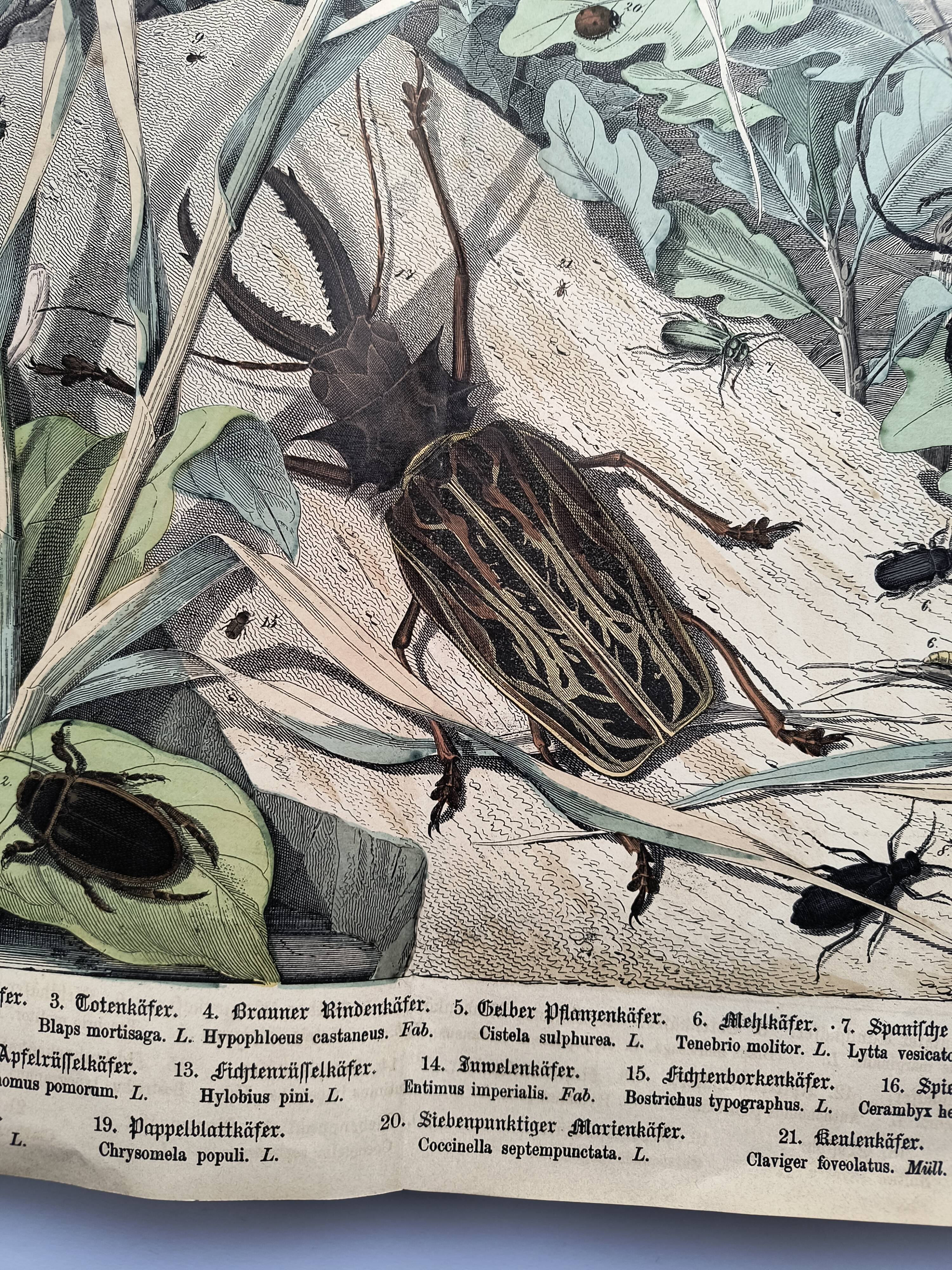 Antique lithograph from 1886 - Insects and beetles (2) - Engraving