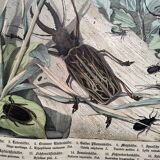 Antique lithograph from 1886 - Insects and beetles (2) - Engraving