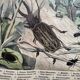 Antique lithograph from 1886 - Insects and beetles (2) - Engraving