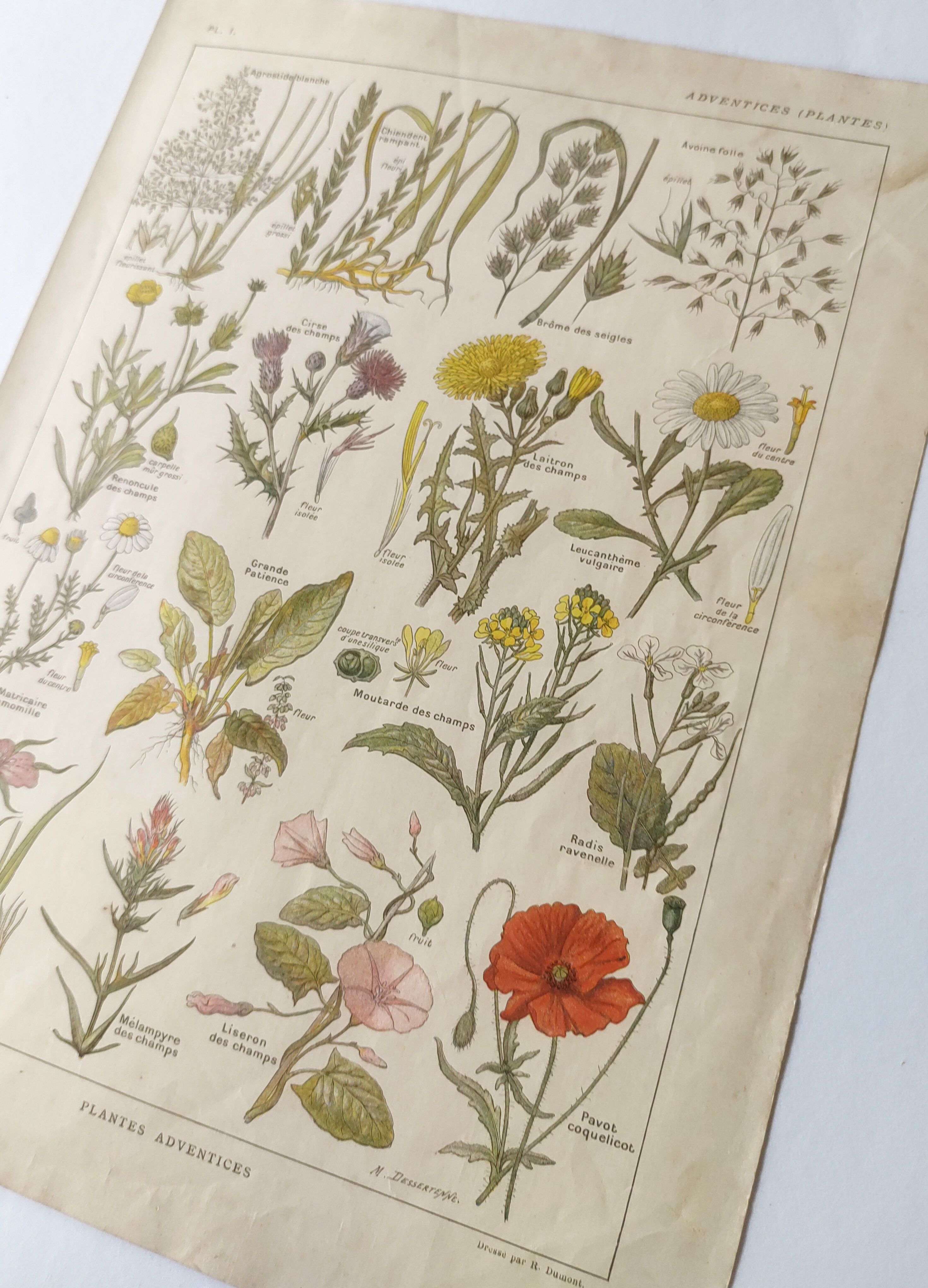 Gravure ancienne • Fleurs et "mauvaises" herbes • Affiche originale de 1922