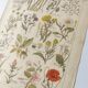 Gravure ancienne • Fleurs et "mauvaises" herbes • Affiche originale de 1922