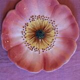 Service of 6 plates of barbotine with wild rose flowers Delphine Massier Vallauris