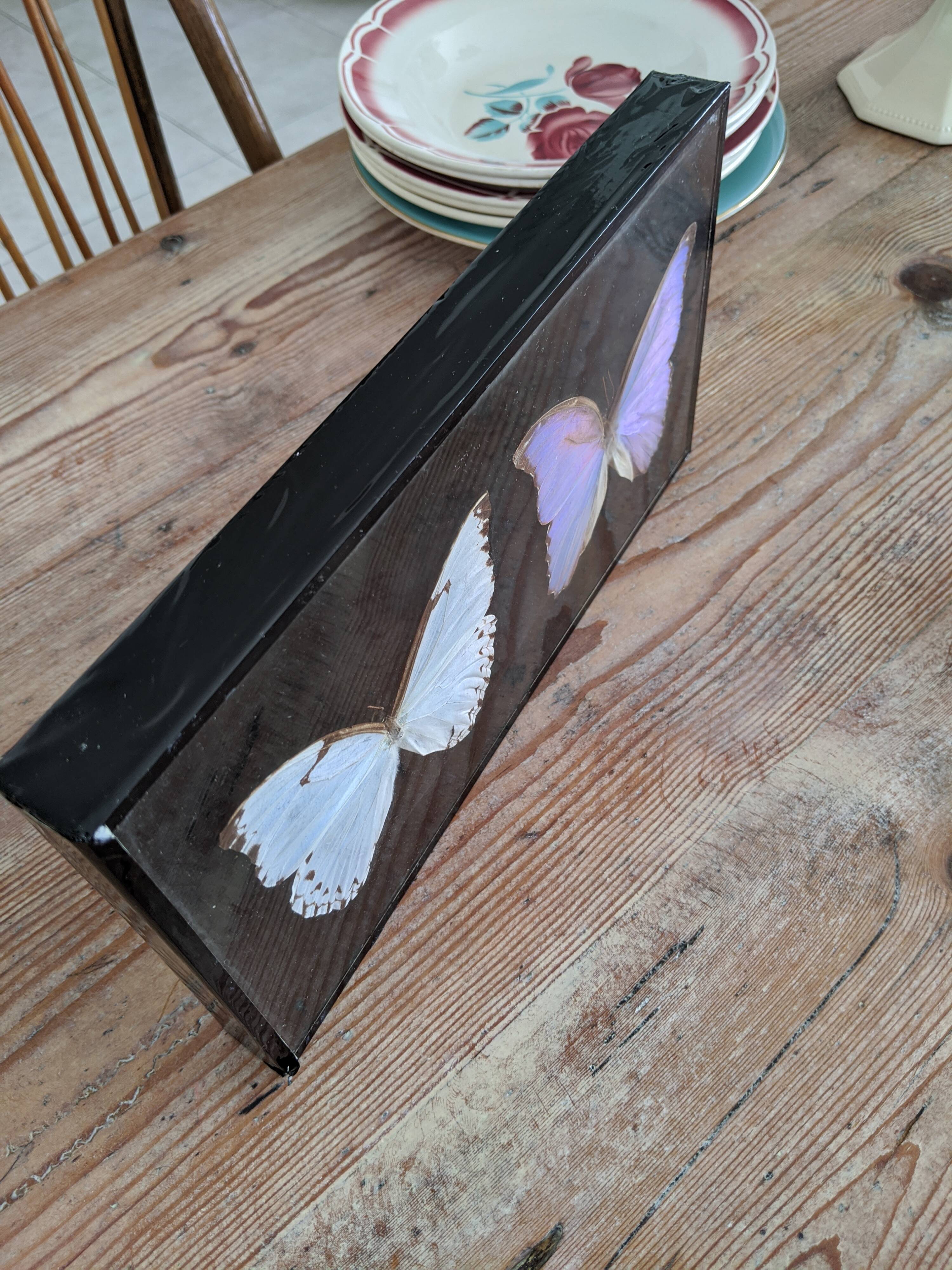 Naturalized butterflies