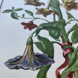 Deux lithographies florales 224