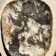 Very large pocket or dish in petrified wood