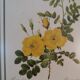 Table Board botanical "Rosa Eglanteria"