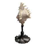 Cabinet of Curiosities, chicoreus ramosus shell on base