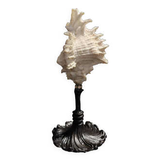 Cabinet of Curiosities, chicoreus ramosus shell on base