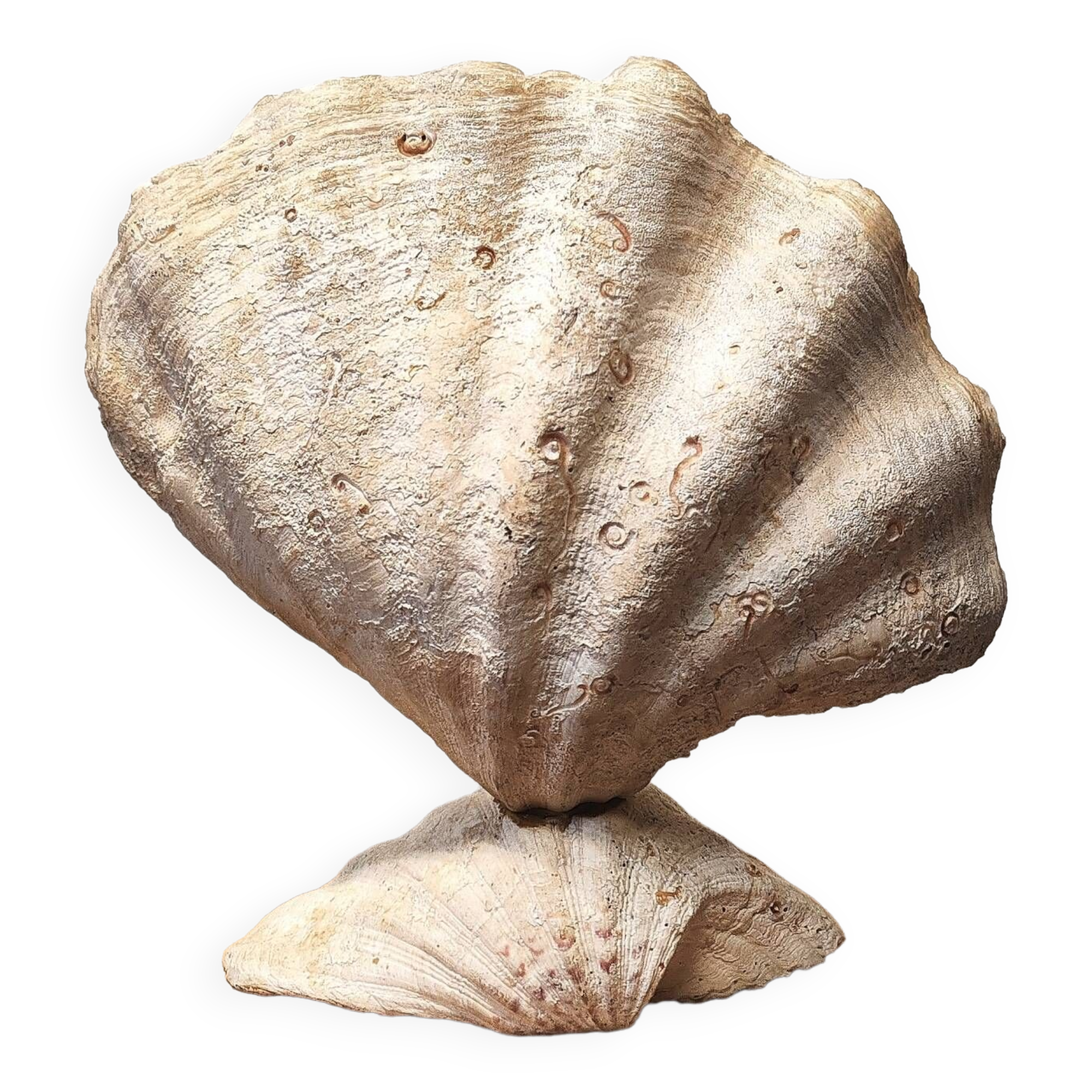 Clam shell lamp