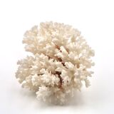 Old branch of white coral, 1970s