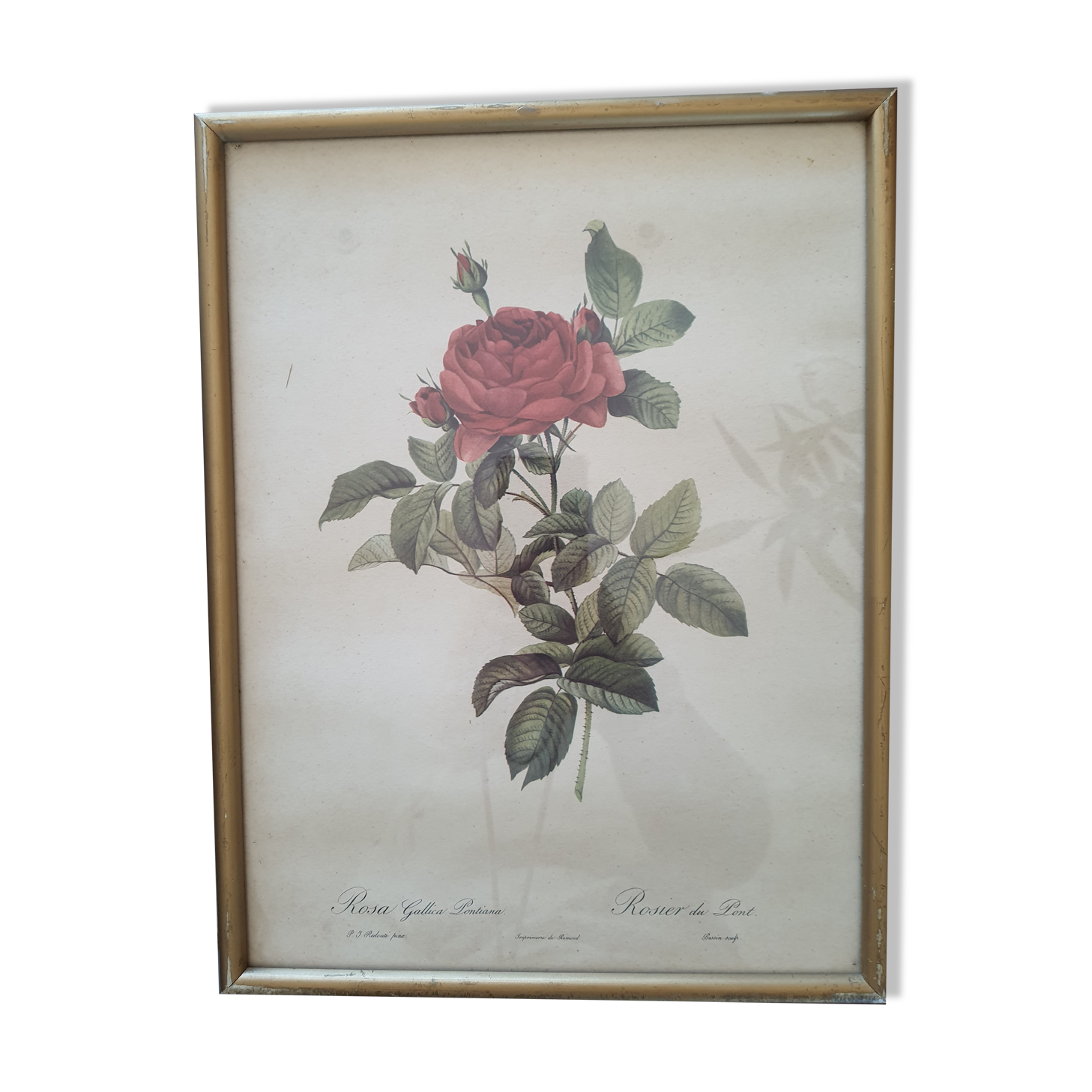 Dreaded pink engraving