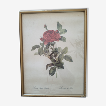 Gravure redouté rose