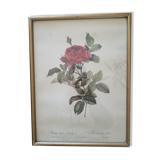 Dreaded pink engraving