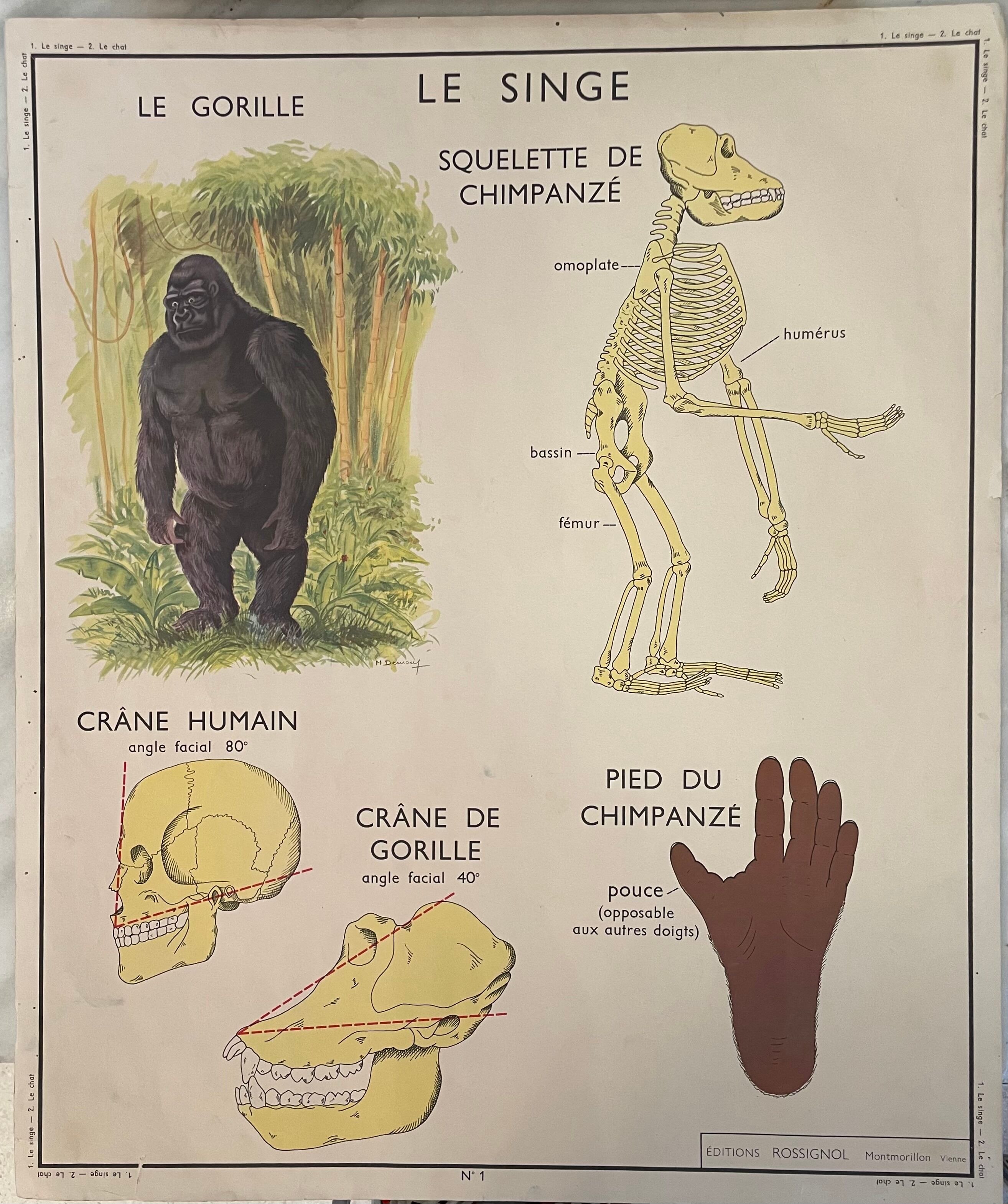 School poster The Cat and the Monkey Montmorillon Rossignol