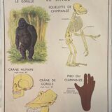 School poster The Cat and the Monkey Montmorillon Rossignol