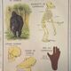 Affiche scolaire Le Chat et Le Singe Montmorillon Rossignol