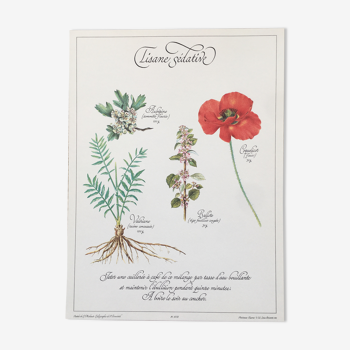 Affiche botanique "Précieuses Tisanes"
