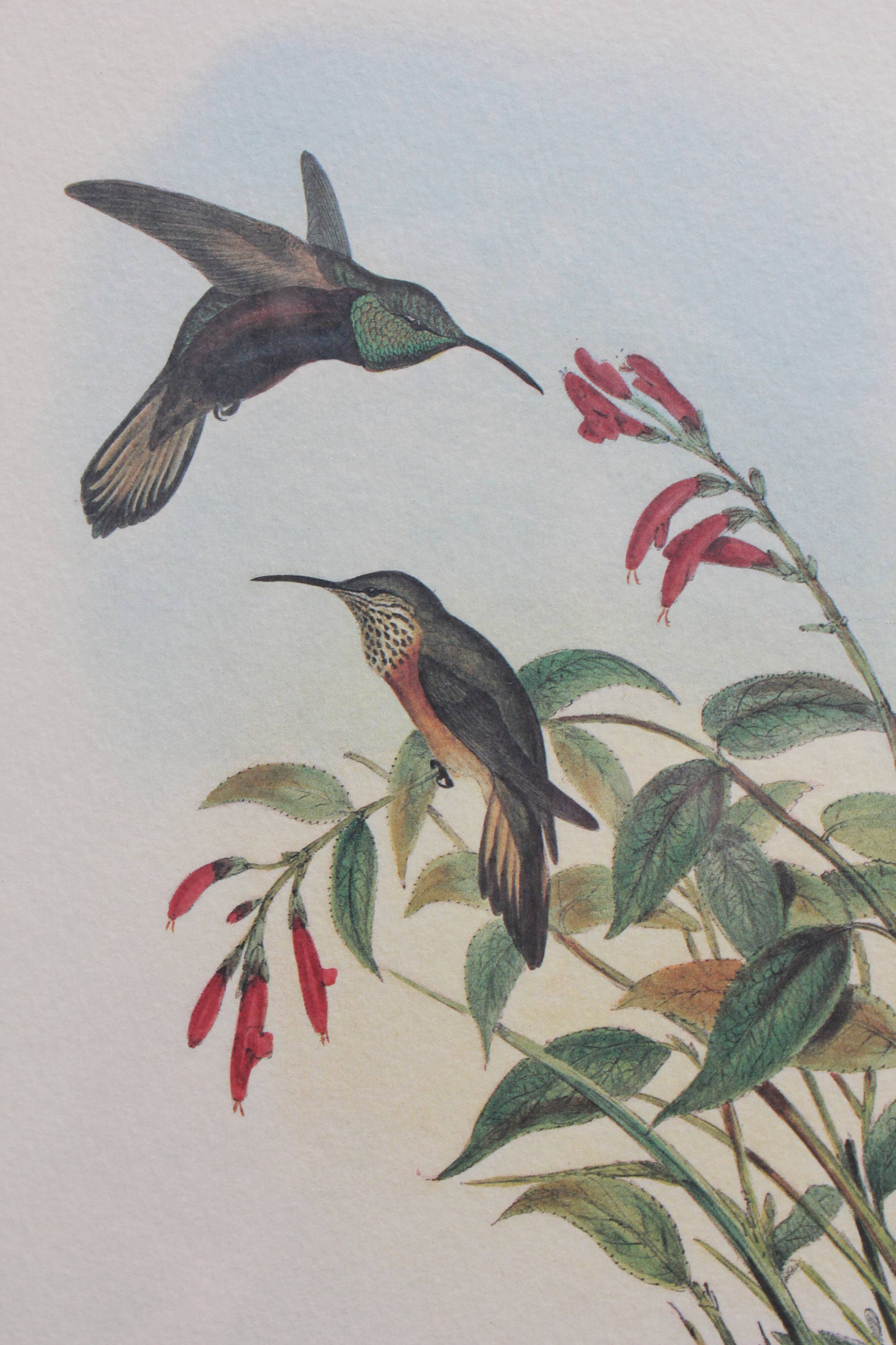 2 framed bird lithographs, vintage watercolor posters