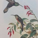 2 framed bird lithographs, vintage watercolor posters