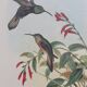 2 lithographies d'oiseaux encadrées, affiches aquarelles vintage