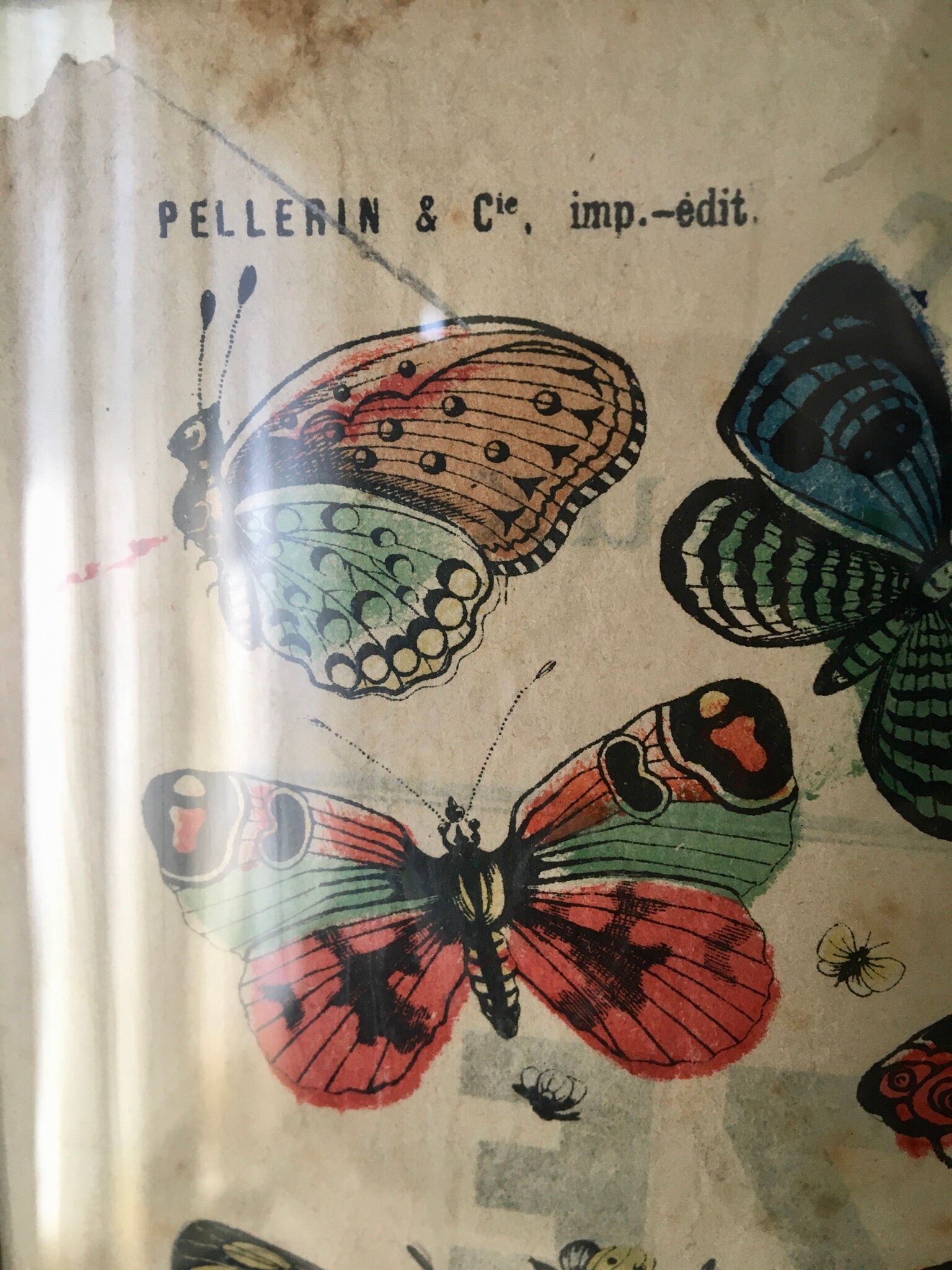 Naturalist butterfly poster, early 20th century