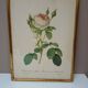 Antique frame of double-flowered mossy rose bush by PJ REDOUTÉ