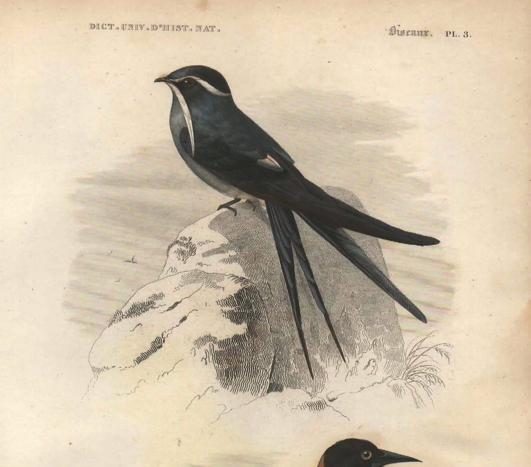 Plate from 1849 - Martin and Carouge - engraving by E. Travies - birds