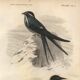 Plate from 1849 - Martin and Carouge - engraving by E. Travies - birds