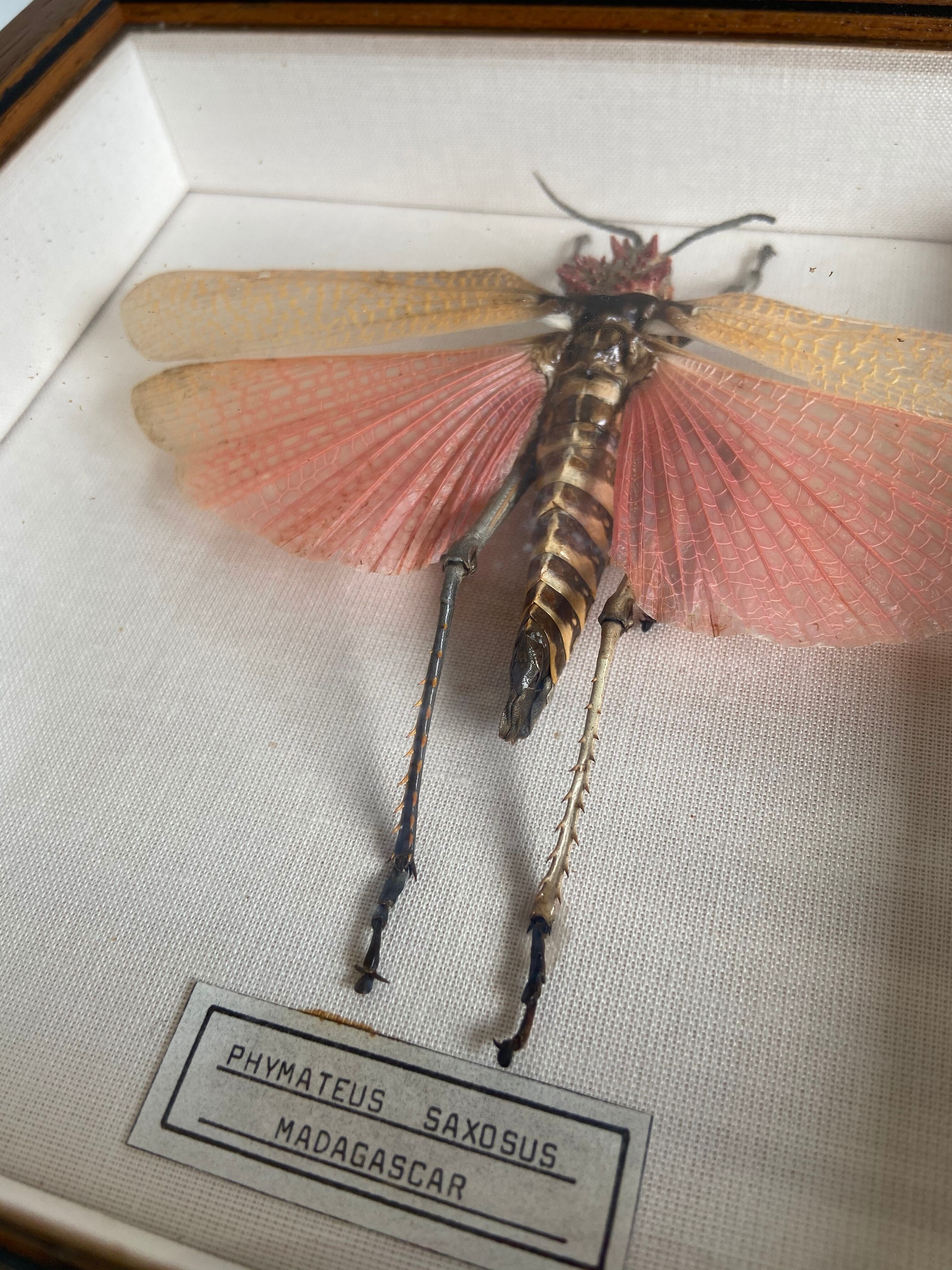 Framed insect - Phymateus Saxosus from Madagascar
