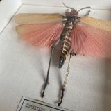 Framed insect - Phymateus Saxosus from Madagascar