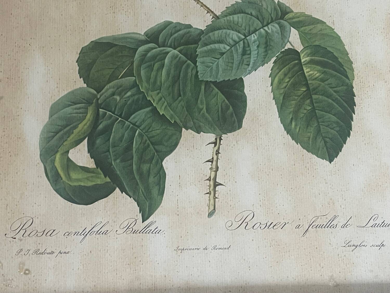 Pair of pink framed reproductions of PJ Redouté