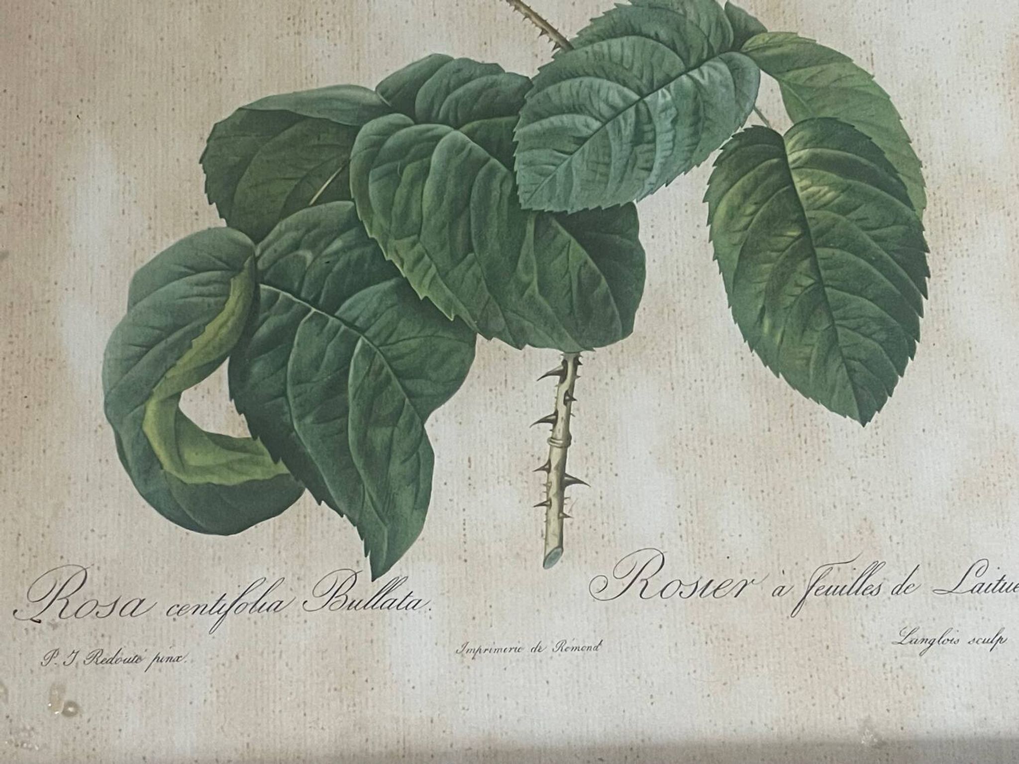 Pair of pink framed reproductions of PJ Redouté