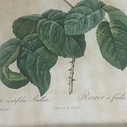 Pair of pink framed reproductions of PJ Redouté