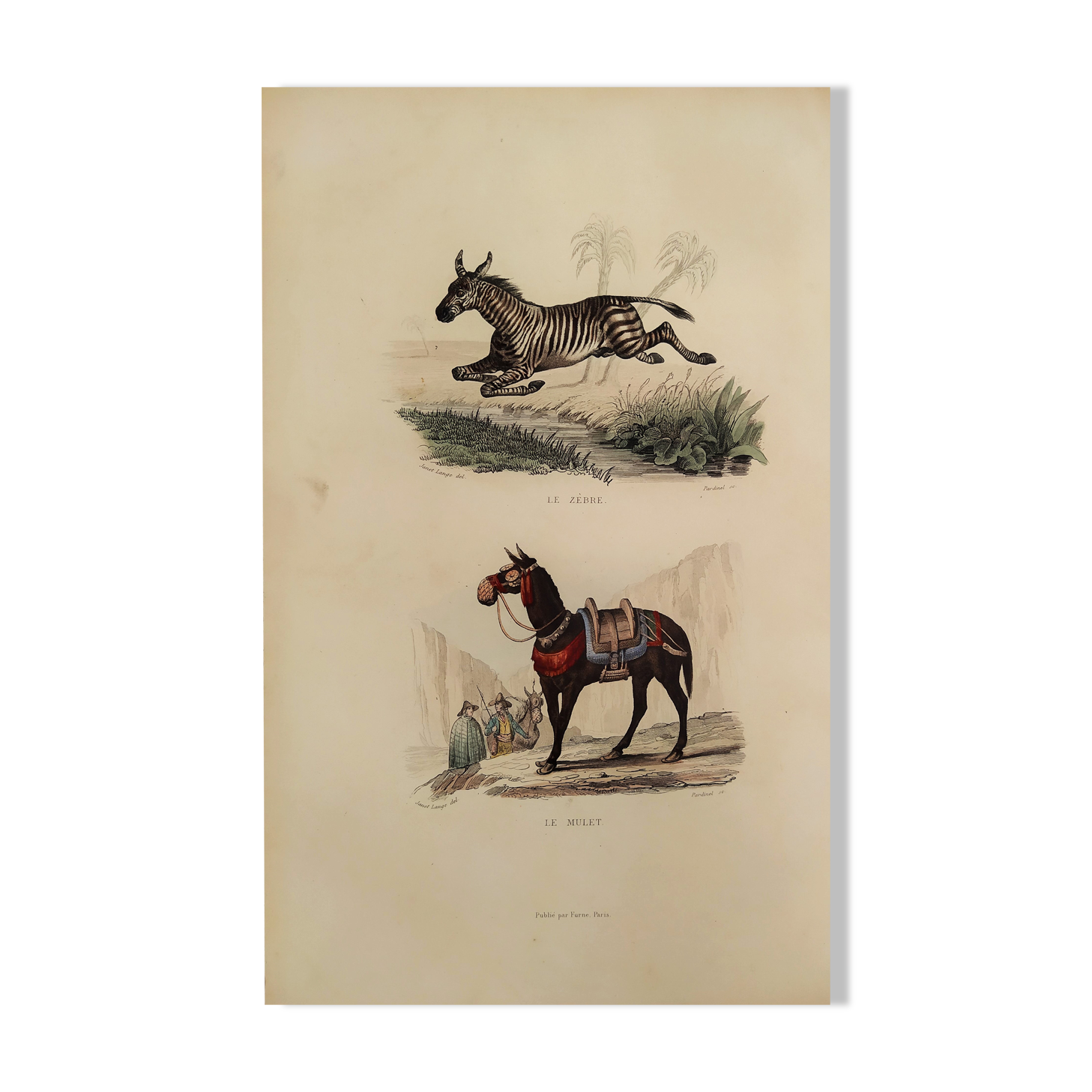 Original zoological plank "Zebra and Mulet" Buffon 1840