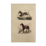 Original zoological plank "Zebra and Mulet" Buffon 1840