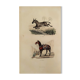 Original zoological plank "Zebra and Mulet" Buffon 1840