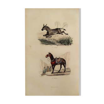 Planche zoologique originale " Zèbre & Mulet " Buffon 1840