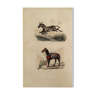 Original zoological plank "Zebra and Mulet" Buffon 1840