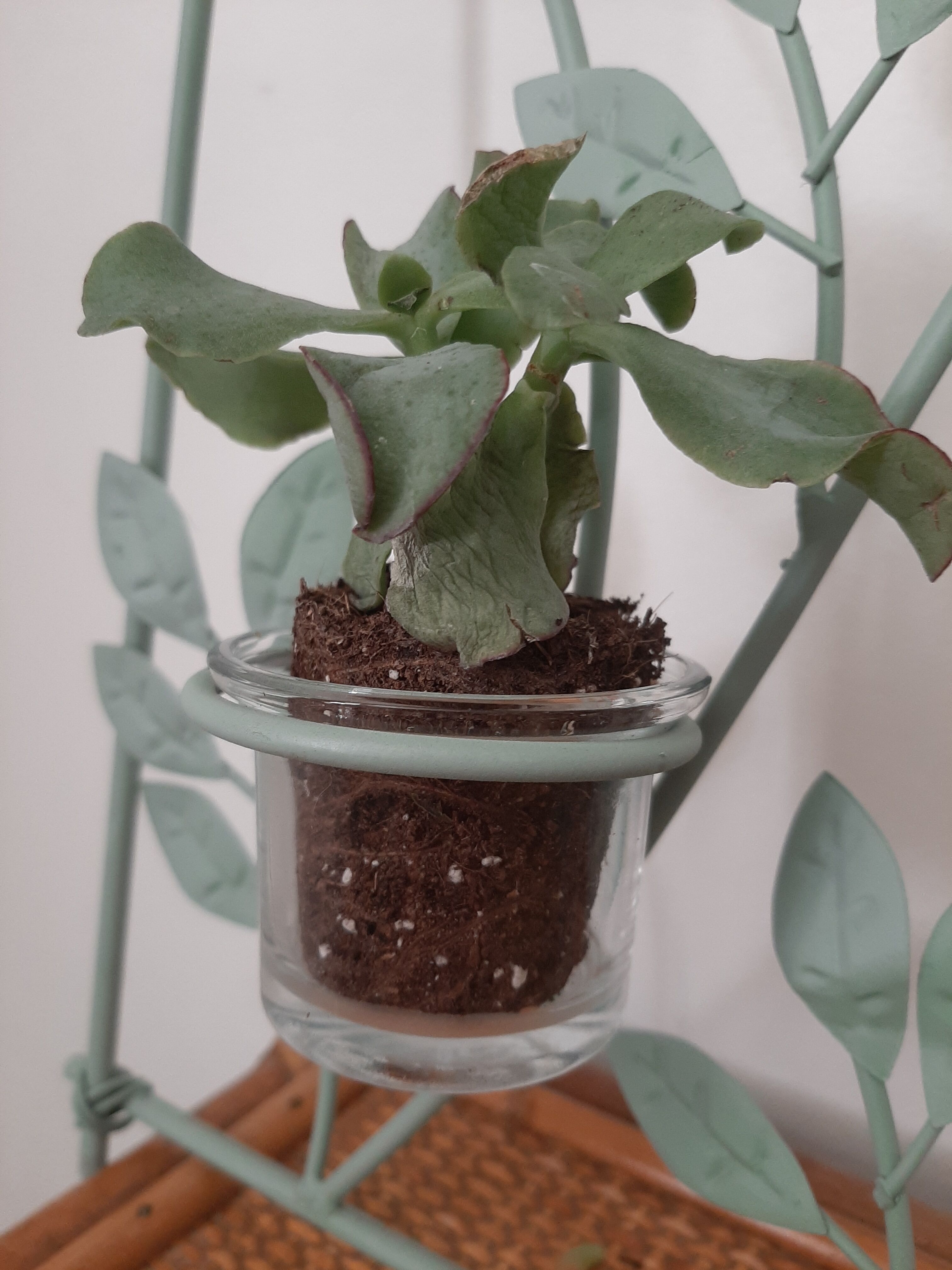 Plant holder