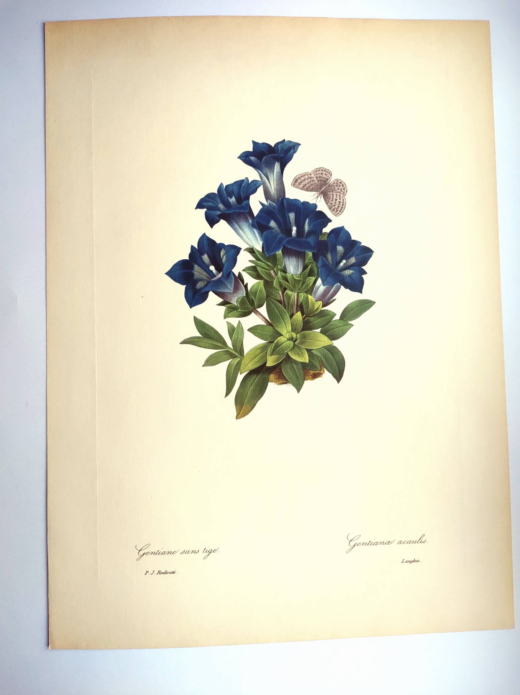 Botanical engraving - Stemless gentian - Vintage plate by PJ. Redouté