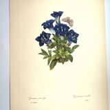 Botanical engraving - Stemless gentian - Vintage plate by PJ. Redouté