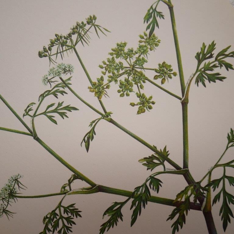 Botanical plate small hemlock