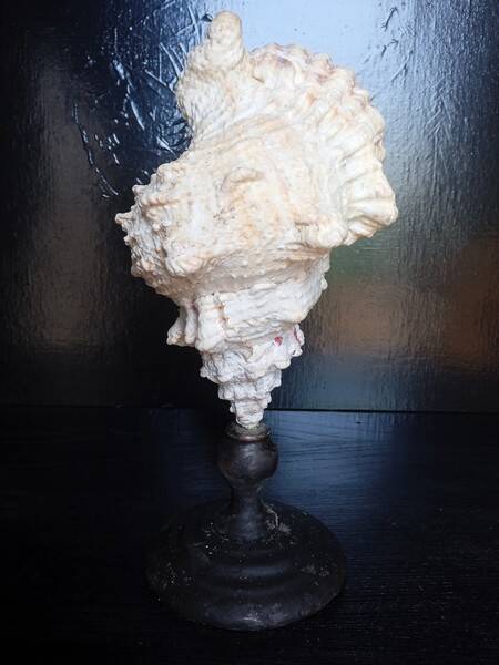 Cabinet of Curiosities 33cm Tutufa Bubo Shell on base