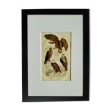 Original ornithological plate "Eagle - Common Eagle - &c..." Buffon 1836