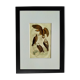Planche ornithologique originale " Aigle - Aigle commun - &c... " Buffon 1836