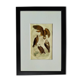 Planche ornithologique originale " Aigle - Aigle commun - &c... " Buffon 1836